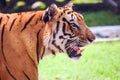 ROYAL TIGER SIDE FACE WITH OPEN MOUTH Royalty Free Stock Photo