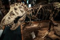 Amazing Tyrannosaurus rex dinosaur fossil, Royal Tyrrell Museum of Palaeontology, Alberta, Canada Royalty Free Stock Photo