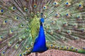 The royal violet peacock