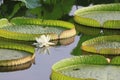 Royal water lily