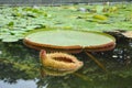 Royal water-lily Victoria amazonica Sowerby leaves Royalty Free Stock Photo