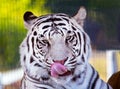 Royal White Bengal Tiger Licking Nose with Tongue