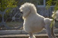 Royal White Poodle Royalty Free Stock Photo