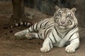 Royal white tiger Royalty Free Stock Photo