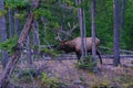 Royal Bull Rocky Mountain Elk