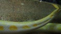 Royal yellow albino python reshapes skin. Pythonidae, a family of non-venomous snakes. Python swims in water and sheds