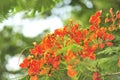 Royalpoinciana in selective focus point Royalty Free Stock Photo