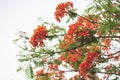 Royalpoinciana in selective focus point Royalty Free Stock Photo
