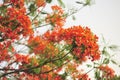 Royalpoinciana in selective focus point Royalty Free Stock Photo