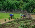 Terraced rice fields on rain season in Vietnam
