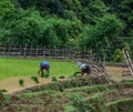 Terraced rice fields on rain season in Vietnam