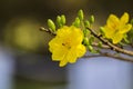 Royalty high quality free stock image of Ochna flower. Ochna is symbol of Vietnamese traditional lunar New Year together with peac Royalty Free Stock Photo
