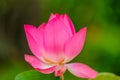 Royalty high quality free stock image of a pink lotus flower. Royalty Free Stock Photo