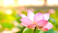 Royalty high quality free stock image of a pink lotus flower. The background is the lotus leaf and pink lotus flower and lotus