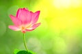 Royalty high quality free stock image of a pink lotus flower. Royalty Free Stock Photo