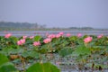 Royalty high quality free stock image of pink lotus flower. The background is the lotus leaf and pink lotus flower and lotus bud Royalty Free Stock Photo