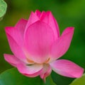 Royalty high quality free stock image of a pink lotus flower. Royalty Free Stock Photo