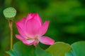 Royalty high quality free stock image of a pink lotus flower. Royalty Free Stock Photo