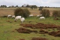 British White cattle - Roydon Common Royalty Free Stock Photo