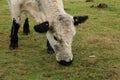 British White cattle - Roydon Common Royalty Free Stock Photo