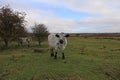 British White cattle - Roydon Common Royalty Free Stock Photo