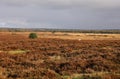 Roydon Common