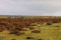 Roydon Common