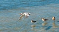 Royle tern flying over tropical beach Royalty Free Stock Photo