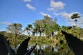 Roystonea oleracea tall on the lakeside of the city park
