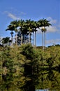 The tall Roystonea oleracea palm trees in the city park