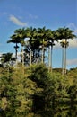 View of Roystonea oleracea palm trees in city park.