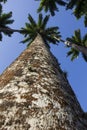 Roystonea Oleracea - Real Palm - Plants Royalty Free Stock Photo