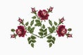 A pattern for embroidery of three roses with red-pink petals on a branch with green leaves and buds on a white background