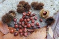 Bains, leaves and chestnuts on a rock in the chestnut tree route in autumn. Rozas de Puerto Real, Madrid. Spain