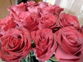 Roze, flowers,, beautiful