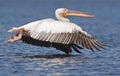 Roze Pelikaan, Great White Pelican, Pelecanus onocrotalus Royalty Free Stock Photo