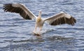 Roze Pelikaan, Great White Pelican, Pelecanus onocrotalus