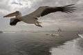 Roze Pelikaan, Great White Pelican, Pelecanus onocrotalus Royalty Free Stock Photo