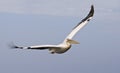 Roze Pelikaan, Great White Pelican, Pelecanus onocrotalus