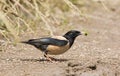 Roze Spreeuw, Rosy Starling, Sturnus roseus