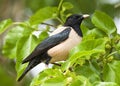 Roze Spreeuw, Rosy Starling, Sturnus roseus