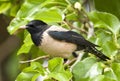 Roze Spreeuw, Rosy Starling, Sturnus roseus