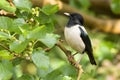 Roze Spreeuw, Rosy Starling, Sturnus roseus