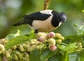 Roze Spreeuw, Rosy Starling, Sturnus roseus