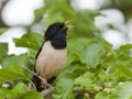 Roze Spreeuw, Rosy Starling, Sturnus roseus