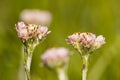 Rozenkransje, Mountain Everlasting, Antennaria dioica Royalty Free Stock Photo