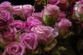 Bouquet of gorgeous lilac-crimson buds of large half-open roses on a dark background