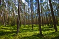 Roztocze Poland, woods and forests wide angle Royalty Free Stock Photo