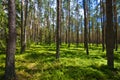 Roztocze Poland, woods and forests wide angle Royalty Free Stock Photo