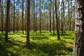 Roztocze Poland, woods and forests wide angle Royalty Free Stock Photo